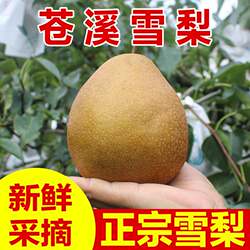四川广元苍溪雪梨称坨梨施家梨黄皮梨应季新水果8 10斤大果特大