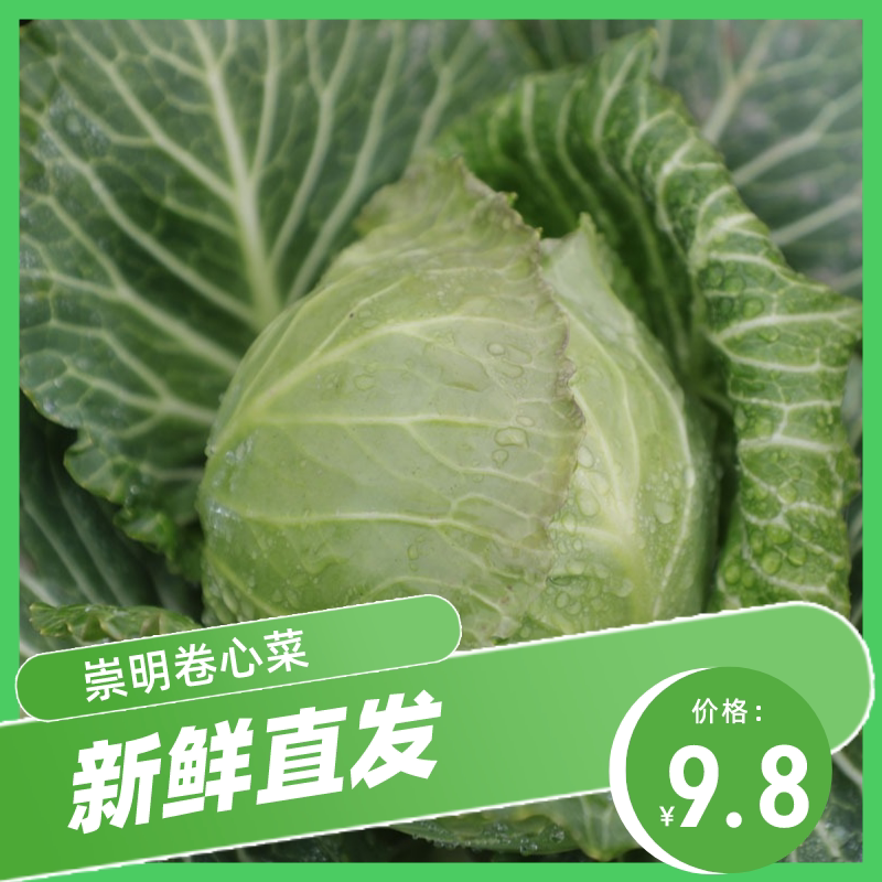 崇明卷心菜包心菜新鲜