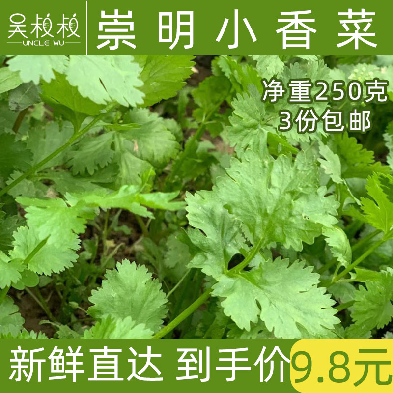 上海崇明吴叔叔香菜非种子现摘现发包邮