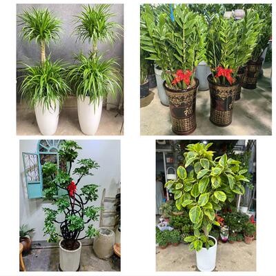 上海市静安区芷江西路彭浦镇绿植店同城配送公司开业发财树绿萝柱