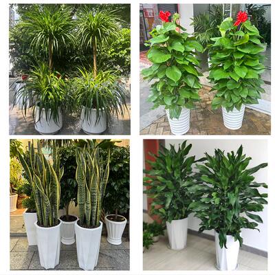 开业乔迁绿植发财树绿萝运城市盐湖区临猗万荣闻喜县同城花店配送