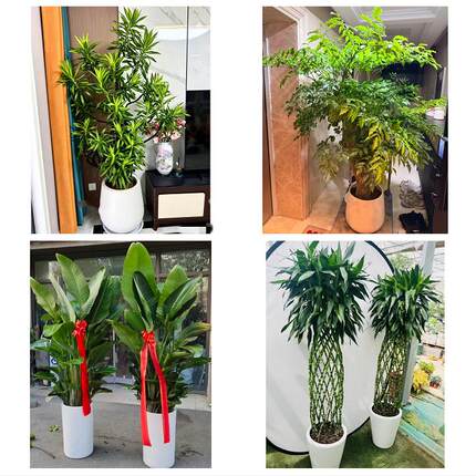 抚州市溪县资溪县东乡广昌县同城绿植花店公司开业送发财树金钱树
