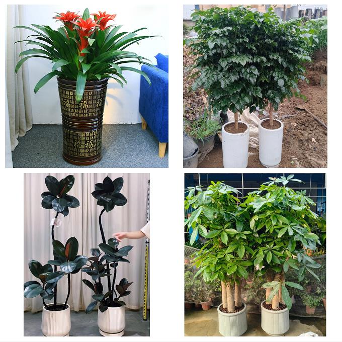 江苏南通市如东启东如皋海门市花店同城送发财树公司开业乔迁绿植