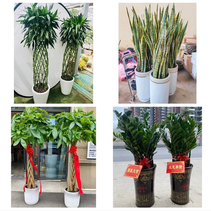 滁州市琅琊南谯区来安全椒县同城绿植花店公司开业送发财树金钱树 - 实物图