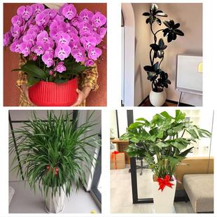 上海闵行区浦江镇莘庄工业区同城绿植店送发财树幸福树开业入新居