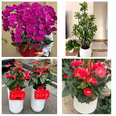 泸州市泸县合江县叙永古蔺县花卉店同城配送开业绿植发财树幸福树