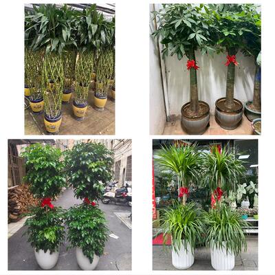 信阳市浉河平桥区罗山光山县花卉店同城配送开业绿植发财树幸福树