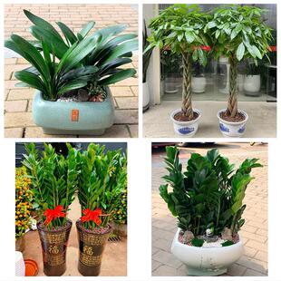 送周口市沈丘县郸城县淮阳县花卉店同城配送开业绿植发财树幸福树