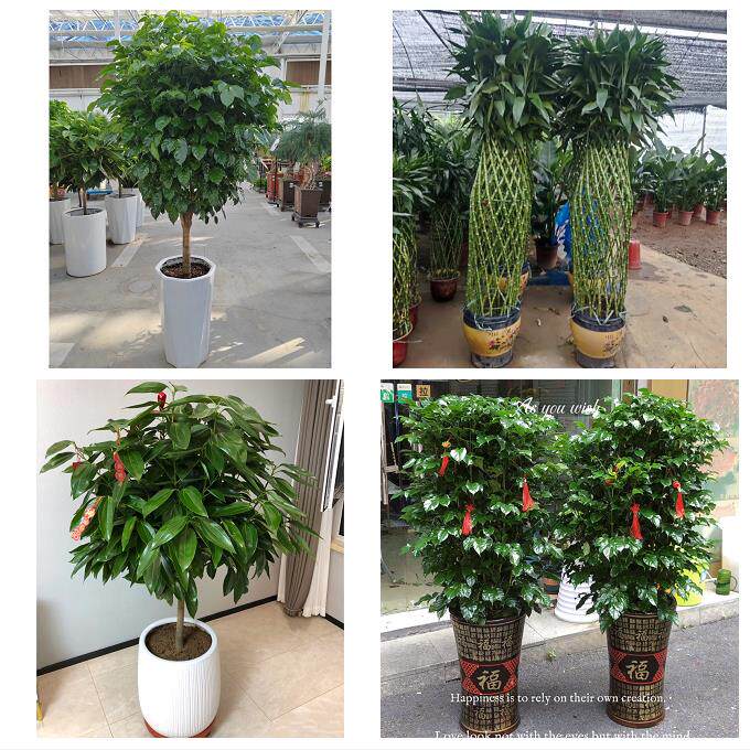 开业乔迁绿植发财树绿萝送内江市市中区东兴区威远县同城花店配送