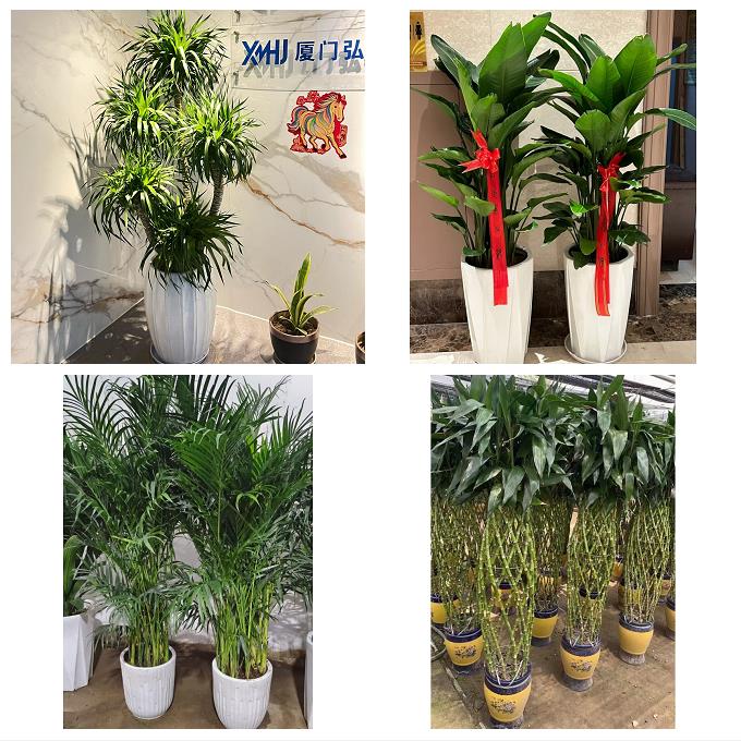 南阳西峡镇平内乡淅川社旗县花卉店同城配送开业绿植发财树幸福树 - 实物图