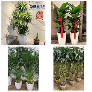 南阳西峡镇平内乡淅川社旗县花卉店同城配送开业绿植发财树幸福树
