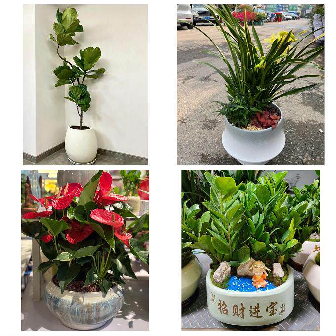 开业乔迁绿植发财树绿萝南充市顺庆高坪嘉陵区阆中市同城花店配送
