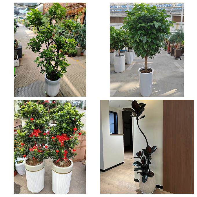 开业乔迁绿植发财树绿萝北京石景山区八宝山老山八角同城花店配送