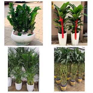 焦作市解放中站区马村山阳区花卉店同城配送开业绿植发财树幸福树
