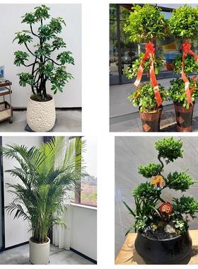 承德市双桥双滦鹰手营子矿区同城花店送开业乔迁绿植发财树幸福树