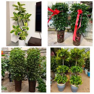 送昆明市禄劝县寻甸县安宁市同城绿植花店公司开业送发财树金钱树