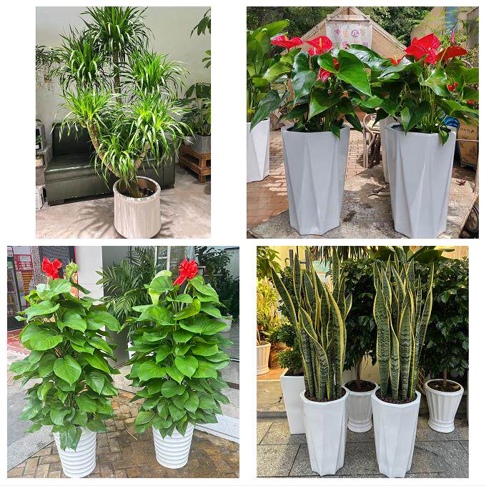 开业乔迁绿植发财树绿萝滨州市阳信无棣博兴县邹平县同城花店配送