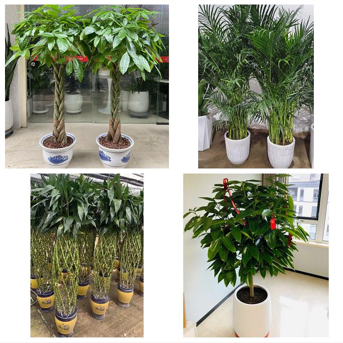 送漳州市芗城区龙文区云霄县花卉店同城配送开业绿植发财树幸福树
