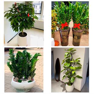 送咸宁市崇阳县通山县赤壁市花卉店同城配送开业绿植发财树幸福树