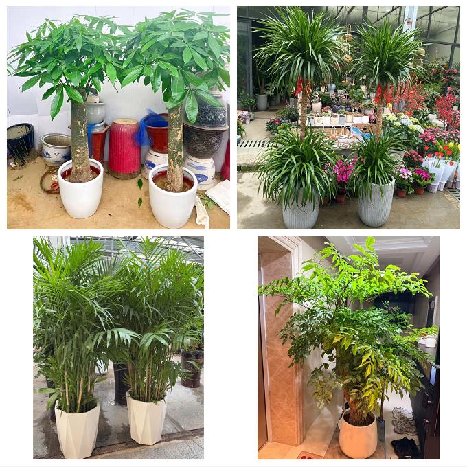 唐山市路南路北古冶区开平区同城绿植花店公司开业送发财树金钱树