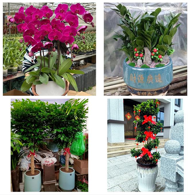 送山东省莱芜市莱城区钢城区同城花卉绿植店朋友开业送平安发财树