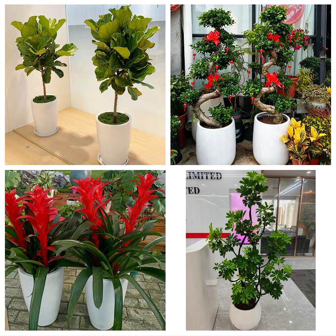 南充市顺庆高坪嘉陵区阆中市同城绿植花店公司开业送发财树金钱树