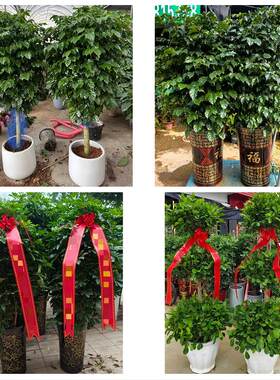 东莞市石碣石龙镇茶山石排镇花卉店同城配送开业绿植发财树幸福树
