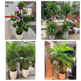 庆阳市合水正宁县宁县镇原县同城绿植花店公司开业送发财树金钱树