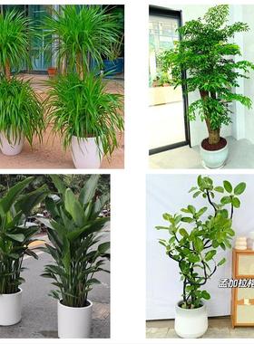 哈尔滨市宾县巴彦木兰通河县同城花店送开业乔迁绿植发财树幸福树