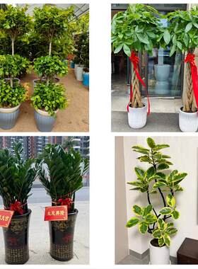 广西玉林市博白兴业县北流市同城绿植花店公司开业送发财树金钱树