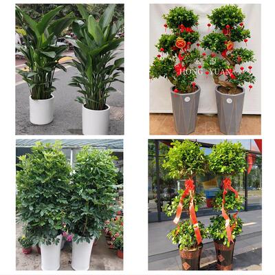 三明市将乐泰宁建宁县永安市同城花店送开业乔迁绿植发财树幸福树