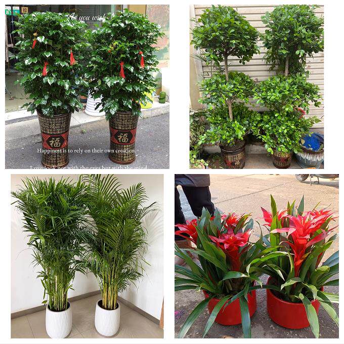 开业乔迁绿植发财树绿萝湖州吴兴南浔区德清长兴安吉同城花店配送