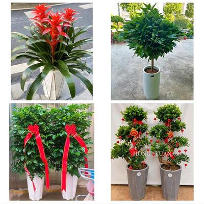 德州市临邑齐河县平原夏津县同城花店送开业乔迁绿植发财树幸福树