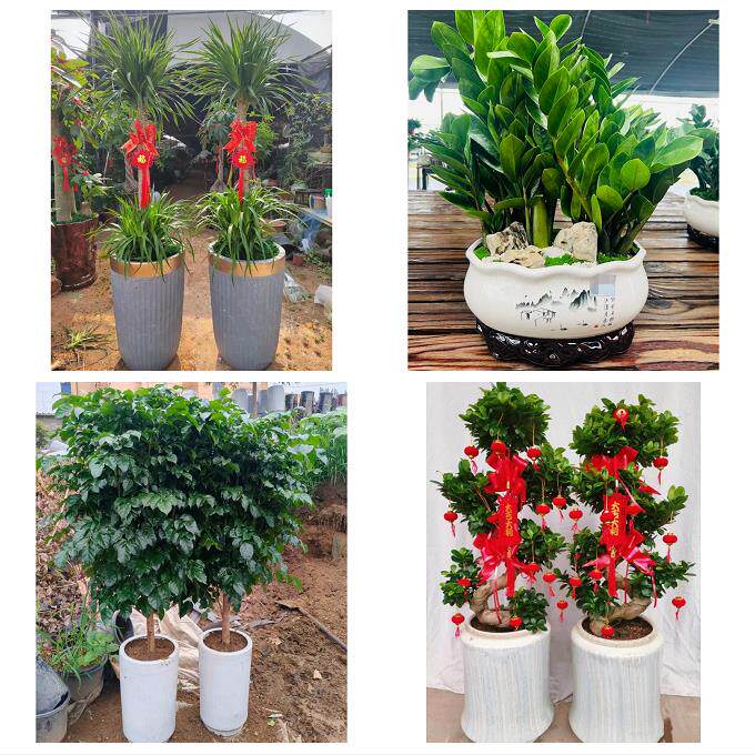 锦州市黑山县义县凌海北镇市同城绿植店送发财树幸福树开业入新居