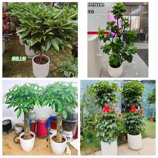 六安市霍邱县舒城金寨霍山县同城绿植花店公司开业送发财树金钱树