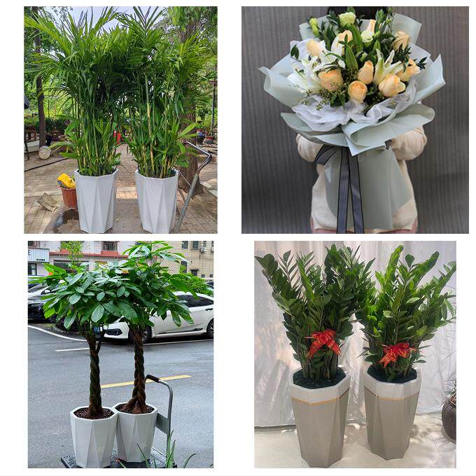 开业乔迁绿植发财树绿萝送吉林省白城市洮南市大安市同城花店配送