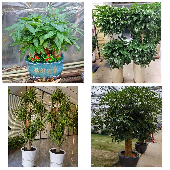 南通市如东启东如皋市海门市同城花卉绿植店朋友开业送平安发财树
