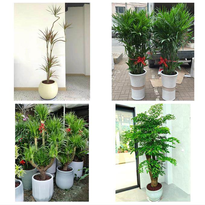 晋中市昔阳寿阳县太谷县祁县同城花店送开业乔迁绿植发财树幸福树