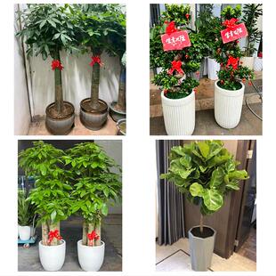 哈尔滨市松北香坊呼兰阿城区花卉店同城配送开业绿植发财树幸福树