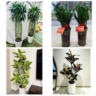 滁州市定远凤阳县天长明光市同城绿植花店公司开业送发财树金钱树