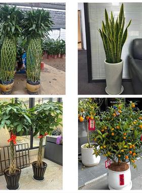 荆州市江陵县石首洪湖松滋市同城花店送开业乔迁绿植发财树幸福树