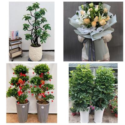 张家口万全崇礼区张北康保县同城花店送开业乔迁绿植发财树幸福树