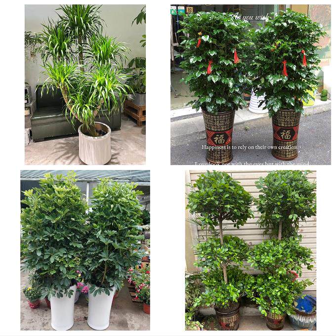开业乔迁绿植发财树绿萝济宁市金乡嘉祥县汶上泗水县同城花店配送