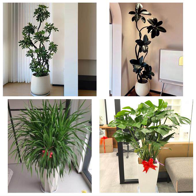 唐山市路南路北古冶区开平区同城绿植店送发财树幸福树开业入新居