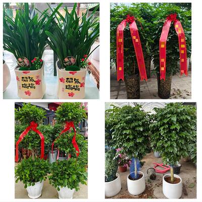 送晋城市陵川县泽州县高平市花卉店同城配送开业绿植发财树幸福树