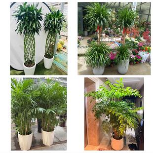 丽水莲都区庆元景宁县龙泉市同城绿植花店公司开业送发财树金钱树