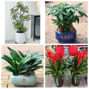 克拉玛依市独山子区白碱滩区花卉店同城配送开业绿植发财树幸福树