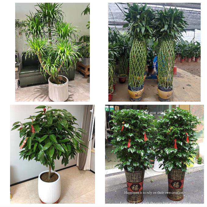 开业乔迁绿植发财树绿萝潍坊市寿光安丘市高密昌邑市同城花店配送