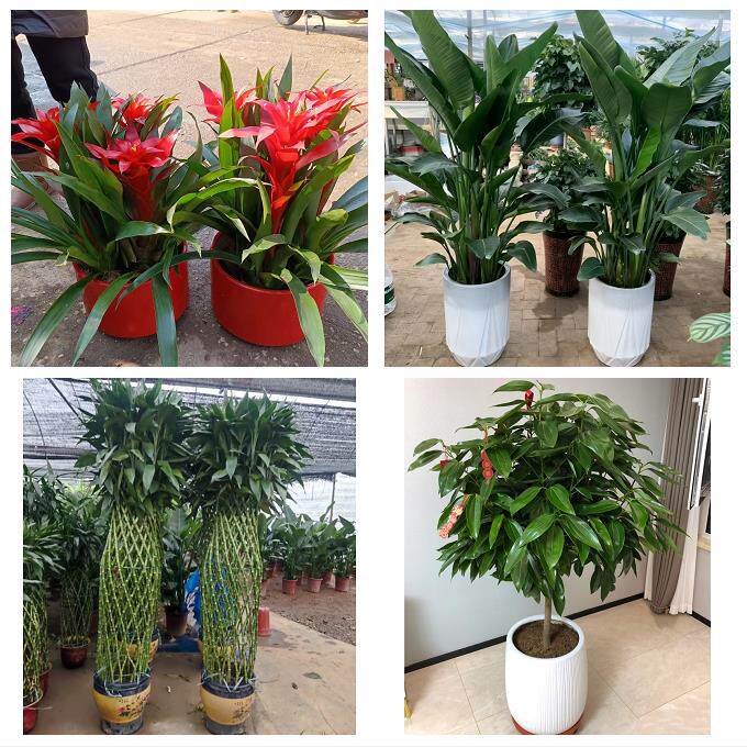 开业乔迁绿植发财树绿萝荆州市沙市荆州区公安监利县同城花店配送