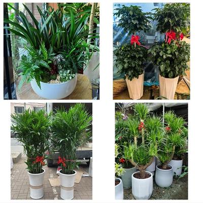 庆阳市西峰区庆城华池县环县同城花店送开业乔迁绿植发财树幸福树